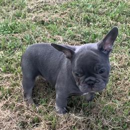 Boxer and French Bulldog Puppies from Beachside Boxers and Frenchies