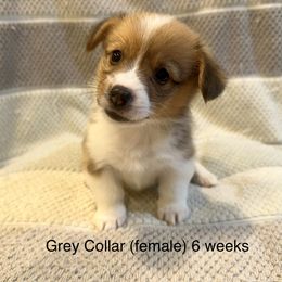 Grey Collar (female) - Red Pembroke Welsh Corgi puppy in Paris, Kentucky from Laurel Glen Farm Corgis
