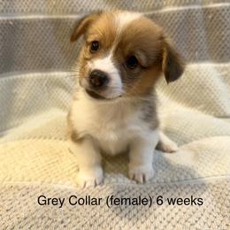 Grey Collar (female) - Red Pembroke Welsh Corgi puppy in Paris, Kentucky from Laurel Glen Farm Corgis