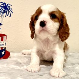 Boy 1 - male Cavalier King Charles Spaniel puppy in Conroe, Texas from CURTIS CAVALIERS