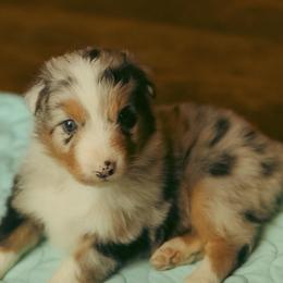 Comet - Blue merle male Australian Shepherd puppy in Cotati, California from Tried and True Aussies