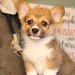 Beautiful boy with sable markings - Sable male Pembroke Welsh Corgi puppy in Missouri from Cooler Farms Corgis