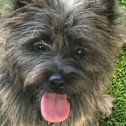 Cairn Terriers from Frances Moniz's Cairn Terriers