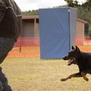 Beaucerons from Beaucerons du Vaillant Feu