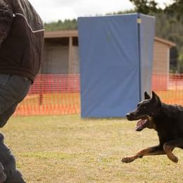 Beaucerons from Beaucerons du Vaillant Feu