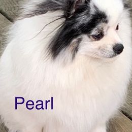 French Bulldogs and Pomeranians from Poms Of Kolour