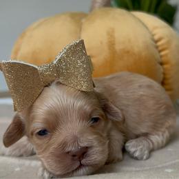 Bambi - Golden female Cockapoo puppy in Tampa, Florida from Designer Puppy Boutique