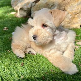 Rusty - Wheaten male Miniature Schnauzer puppy in Canyon Lake, Texas from Chambers Schnauzers