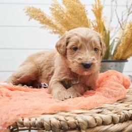 Mufasa - Orange collar - Apricot male Goldendoodle puppy in Arlington, Washington from Anderson Goldendoodles