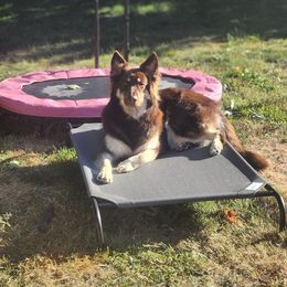 Sami - German Shepherd