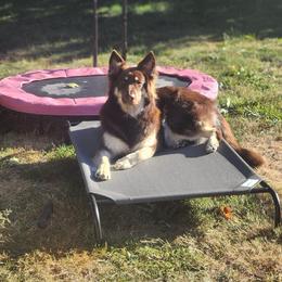 Sami - German Shepherd