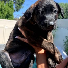 Colt - Black brindle male Dutch Shepherd puppy in Sherman Oaks, California from Elite K9 Group