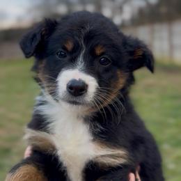 Raven - Girl 2 - Black tri female Miniature Australian Shepherd puppy in Murfreesboro, Tennessee from Norby's Mini Aussies