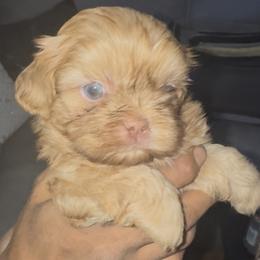 Shih Tzu and Yorkshire Terrier Puppies from Friends4everkennel LLC