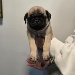 Boy 5 - Fawn male Pug puppy in Auburn, Kentucky from Prentice Family Pugs & Bugs