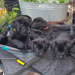 Labrador Retriever Puppies from Labs4Ever Labradors