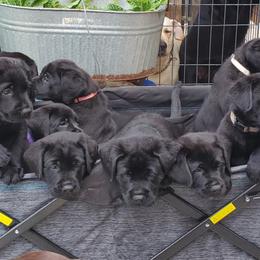 Labrador Retriever Puppies from Labs4Ever Labradors