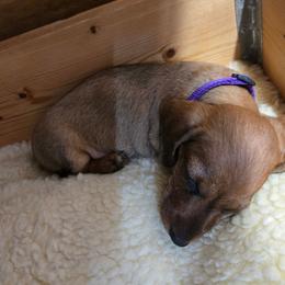Mazie - Red female Dachshund puppy in Blair, Oklahoma from North Fork Doxies-Okla