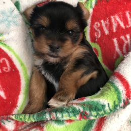 Yorkshire Terrier Puppies from Jackie Jenny’s Precious Yorkies