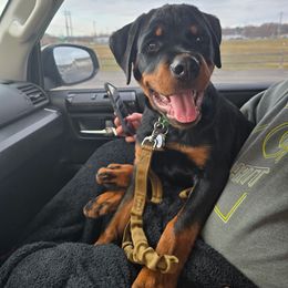Rottweiler Puppies from CG Rottweilers