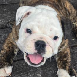 Saturday - Red brindle and white female Bulldog puppy in Laurel, Montana from Bull Mountain Bulldogs