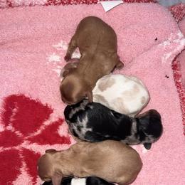Cavapoo Puppies from Woodland poodles and Cavapoos