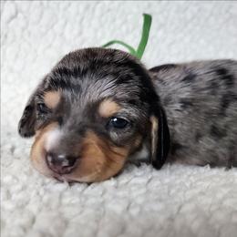 Toddy - Dapple male Dachshund puppy in Anaconda, Montana from Williams Family Dachshunds