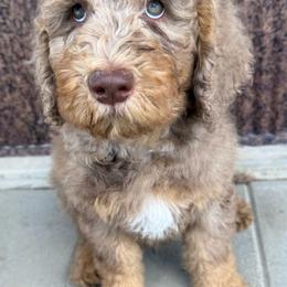 Cash - Saint Berdoodle