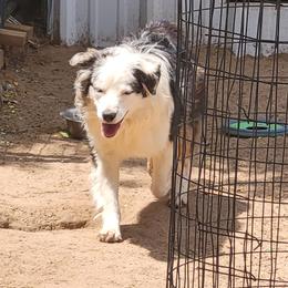 Luka - Blue merle male Miniature Australian Shepherd puppy in Dalhart, Texas from RNL Family Raised Pups