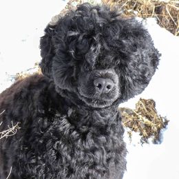 Portuguese Water Dog puppies from Ascent Kennels - Central Asian Shepherds & Portuguese Water Dogs