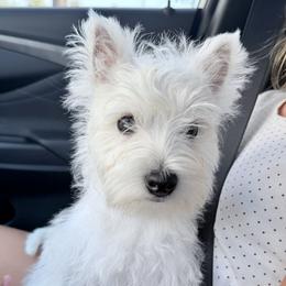 West Highland White Terrier Puppies from SunPeak West Highland White Terriers