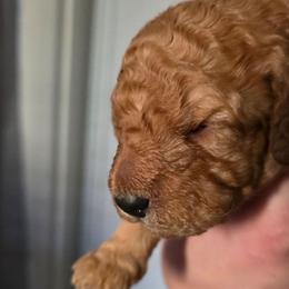Maple - Apricot female Double Doodle puppy in Oceanside, California from Strong Mountain Doodles