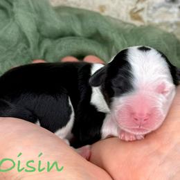 Oisin - Tri-color male Bernedoodle puppy in Midland, Michigan from Northern Charm Farm