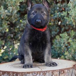 Ryker - Sable male German Shepherd puppy in Coarsegold, California from Yosemite Shepherds