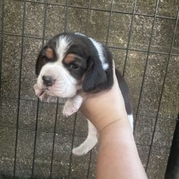 Male - Black white and tan male Beagle puppy in Conway, Missouri from Ozark Mountain Kennel