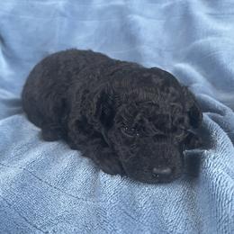 Mila - Black female Poodle puppy in Mayville, Michigan from Kathy Maize