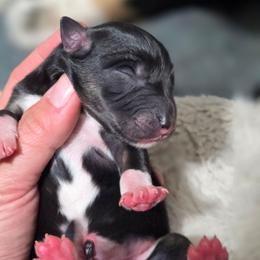 Salem-babyblue collar - Black tri-color female Australian Shepherd puppy in Salem, Oregon from Steady Aim Aussies