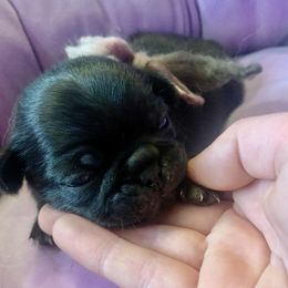 Pug Puppies from The Grumble Pack