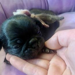 Pug Puppies from The Grumble Pack