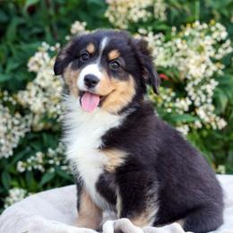 Kylo - Black tri male Miniature American Shepherd puppy in Kalama, Washington from Lone Pine Miniature American Shepherds