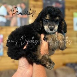 Aussiedoodle, Bernedoodle, Cockapoo, Miniature Australian Shepherd, Poodle, and Sheepadoodle Puppies from Jam's Doodles And Poodles
