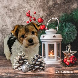 Yorkshire Terrier All Grown Up from Amy Timpe