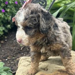Carla - Merle female Bernedoodle puppy in Mint Hill, North Carolina from DoodleForever