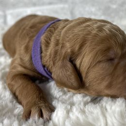 Lavender - Red  Goldendoodle puppy in Stansbury Pk, Utah from My Doods