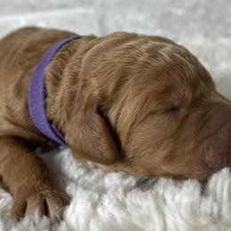 Lavender - Red  Goldendoodle puppy in Stansbury Pk, Utah from My Doods