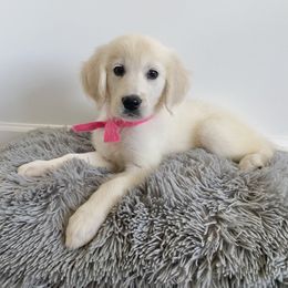 Golden Retriever Puppies from TriStar Goldens