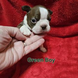 GREEN collar BOY - Brindle and white male Boston Terrier puppy in Salina, Kansas from Giles' Boston Babies