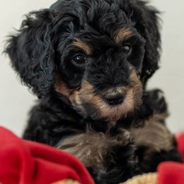 Hubbard - Phantom male Bernedoodle puppy in Fairfield, Illinois from Positively Doodles