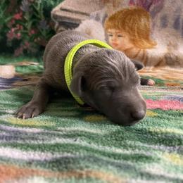 Enzo - Blue male Italian Greyhound puppy in Lancaster, Missouri from White Stone Ranch