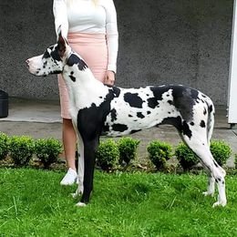 Fortune - Great Dane